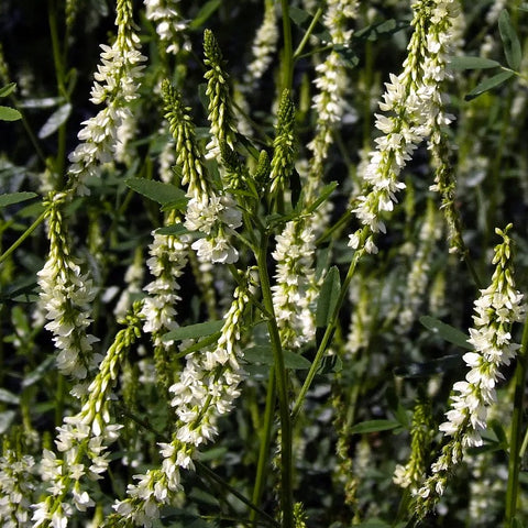 Silver River Sweet Clover for Bees